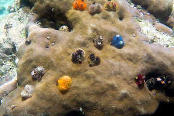 View of many spirobranchus giganteus on coral