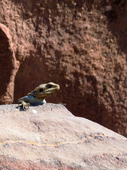 Roughtail rock agama on the rock