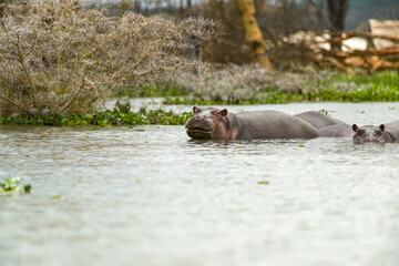 Hippopotamus (Hippopotamus amphibius) partially submerged in water, Lake Naivasha, Kenya