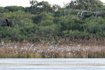 Uccelli in volo in un'Oasi naturale protetta in Italia
