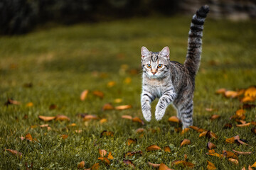 Getigerte Katze in Bewegung