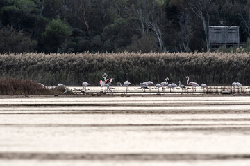 Fenicotteri in un'Oasi naturale protetta in Italia