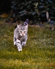 Getigerte Katze in Bewegung
