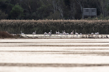 Fenicotteri in un'Oasi naturale protetta in Italia