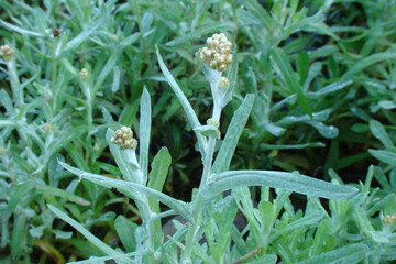 Weedy Cudweed (Helichrysum luteoalbum)