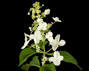 Inflorescence of hydrangea, isolated on black background