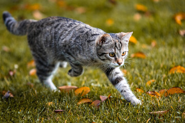 Katze in Bewegung