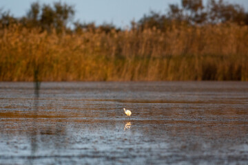 Garzetta in volo in un'Oasi naturale protetta in Italia