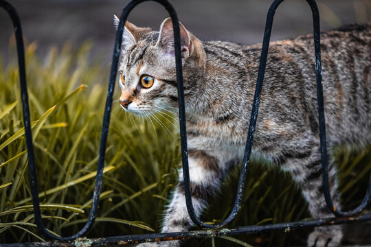 Katze in Bewegung