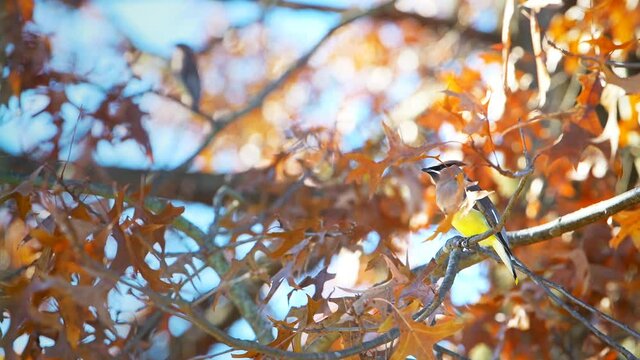 Closeup of one colorful beautiful cedar waxwing bird sitting perched on autumn oak tree branch in countryside rural Virginia