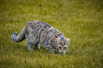 Katze, Katze in der Wiese