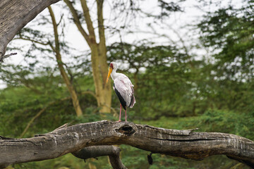 Yellow-billed stork (Mycteria ibis) perched on large dead branch, lake Naivasha, Kenya