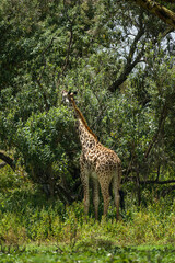 A Masai or Maasai giraffe (Giraffa camelopardalis tippelskirchii) feeding from tree, Crescent Island, Lake Naivasha, Kenya