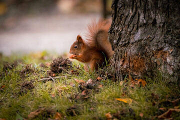 Eichhörnchen im Gras, Wiener Zentralfriedhof, Wien, Österreich