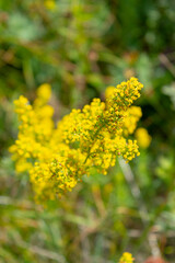 Yellow Bedstraw or Galium verum flowers close-up, selective focus