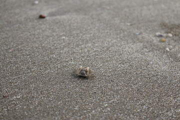 little crab on the beach of Goa