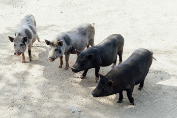 wild boar piglets in green forest look into the camera