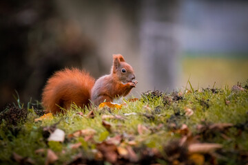 Eichhörnchen im Gras, Wiener Zentralfriedhof, Wien, Österreich