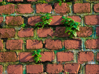 Muro de ladrillo rojo con hiedra verde creciendo 