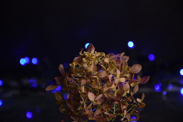 Hortensja kwiat ciemne tło niebieski blik bokeh background