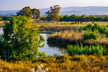 Wetland with Asian Water Buffalos, in En Afek nature reserve