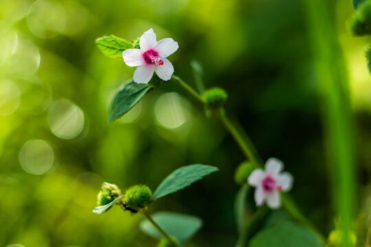 White And Pink Nice Grass Flowers Green Bg And Isolated