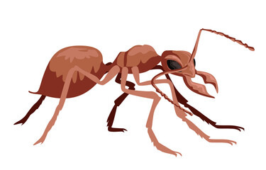 african red giant insect ant