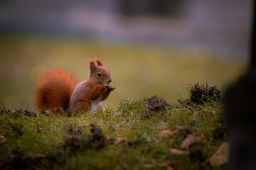 Eichhörnchen im Gras, Wiener Zentralfriedhof, Wien, Österreich