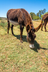 Fototapeta premium brown donkey in a field