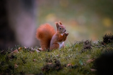 Eichhörnchen im Gras, Wiener Zentralfriedhof, Wien, Österreich