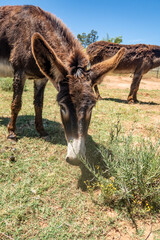 brown donkey in a field