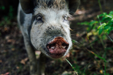 wild boar piglets in green forest look into the camera