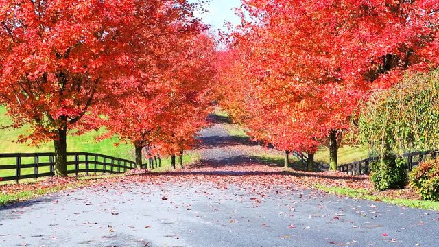 Entrance driveway street gravel road during red autumn maple trees in rural countryside Virginia, trees lining path fence and vibrant foliage, falling in wind leaves 