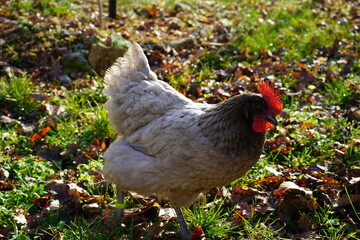 Poule pondeuse grise cendrée