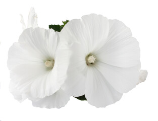White flower on white background © khudoliy