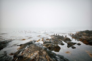 foggy day in maine © Matthew