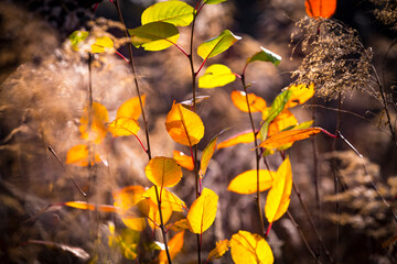 Yellow faded autumn leaves in a forest. Selective focus. Blurred autumn nature background