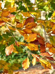 A beech branch with leaves in autumnal colors. Yellow, orange and green leaves lit by the rays of the sun. Golden, beautiful autumn in the forest. Leaves are falling