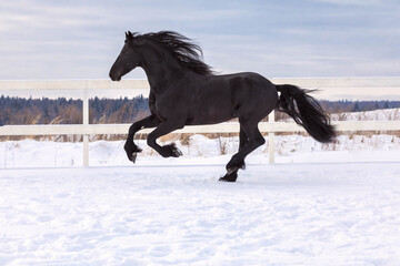 The black Frisian mare gallops freely in the levada on the farm