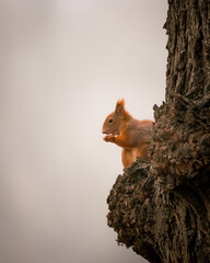 Eichhörnchen auf einem Baum, Wiener Zentralfriedhof, Wien, Österreich