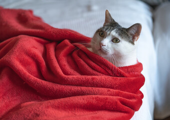 White cat portrait. Cute.