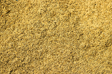 Raw paddy or rice process on sun to get final rice