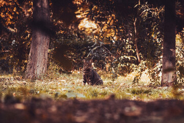 Cat looks at falling leaves during golden autumn
