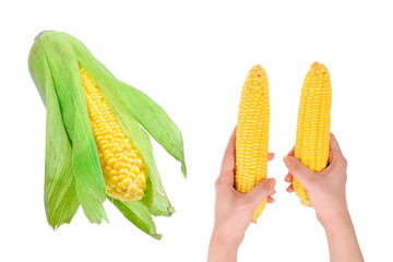 Yellow corn isolated on white background. Copyspace.