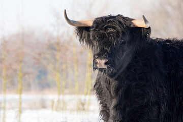 Portrait black scottish highlander cow in winter