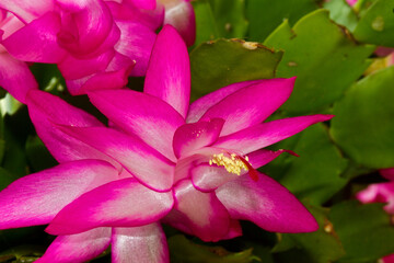 Close-up of het pink flowers of Christmas cactus, Schlumbergera truncata