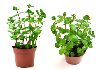 Fresh mint in a pot isolated on white background.