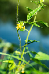 Very beautiful and yellow grass flowers in my garden