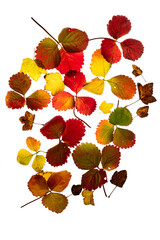 Colourful Autumn Leaves against white background.