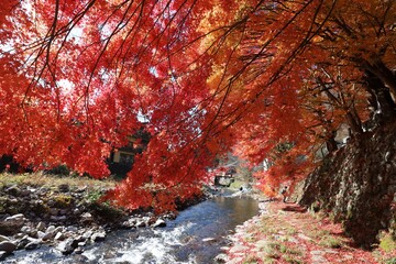 奈良県　天川村龍泉寺の紅葉